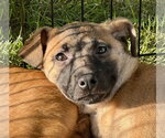 Small #1 Mutt