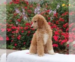 Small Photo #3 Poodle (Standard) Puppy For Sale in GAP, PA, USA
