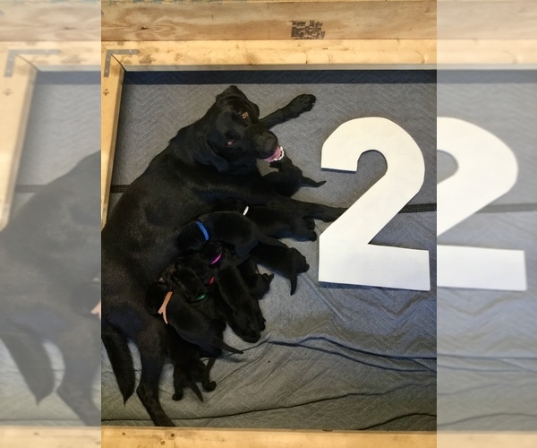 Medium Photo #14 Labrador Retriever Puppy For Sale in AIKEN, SC, USA
