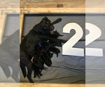 Small #13 Labrador Retriever