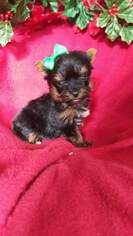 Yorkshire Terrier Puppy for sale in NOTTINGHAM, PA, USA