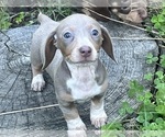 Puppy Mabel Dachshund