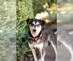 Mutt Dogs for adoption in San Diego, CA, USA