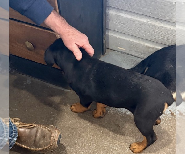 Medium Photo #5 Rottweiler Puppy For Sale in BRIGHTON, CO, USA