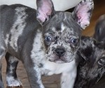 Small #1 French Bulldog