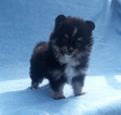 Small Photo #8 Pomeranian Puppy For Sale in N PALM BEACH, FL, USA