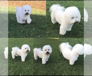 Mother of the Bichon Frise puppies born on 03/07/2021