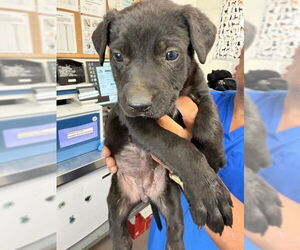 Mutt Dogs for adoption in San Bernardino, CA, USA