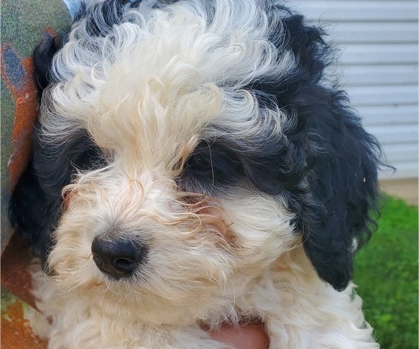 Medium Photo #15 Bernedoodle (Miniature) Puppy For Sale in LEETONIA, OH, USA