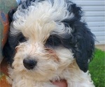 Small #14 Bernedoodle (Miniature)