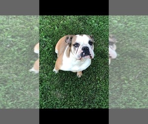 Bulldog Dogs for adoption in W MILLGROVE, OH, USA