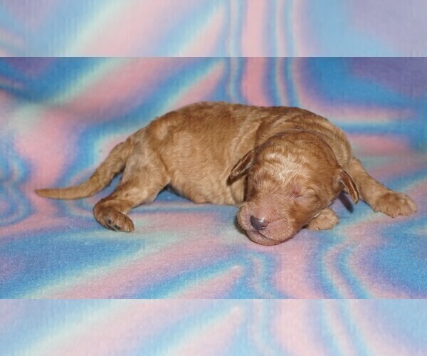 Medium Photo #4 Labradoodle Puppy For Sale in LA HABRA, CA, USA
