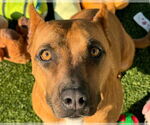 Small #4 American Pit Bull Terrier Mix