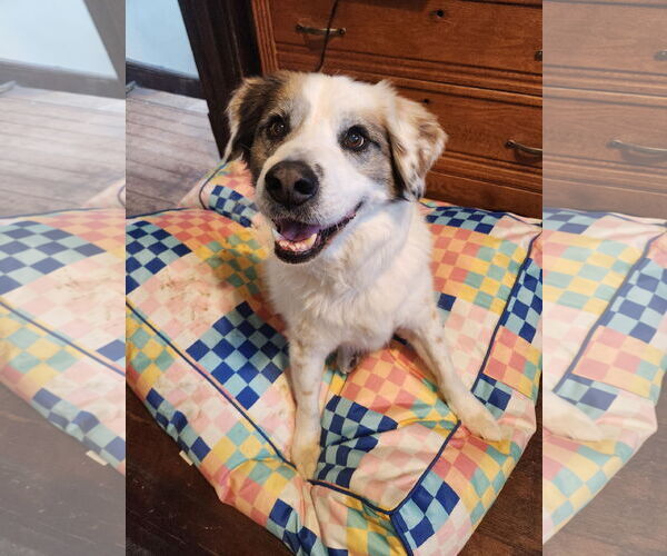 Medium Photo #8 Australian Shepherd-Unknown Mix Puppy For Sale in New London, WI, USA