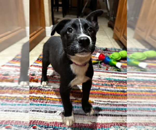 Medium Photo #10 Labrador Retriever-Unknown Mix Puppy For Sale in OKLAHOMA CITY, OK, USA