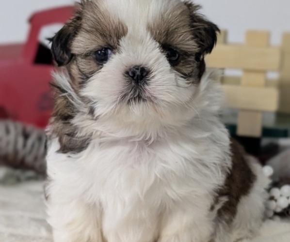 Medium Photo #52 Shih Tzu Puppy For Sale in GOSHEN, IN, USA