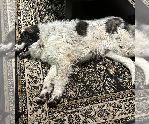 Medium Photo #6 Great Pyrenees-Unknown Mix Puppy For Sale in Brooklyn, NY, USA