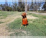 Small Photo #2 Labrador Retriever Puppy For Sale in DELANO, CA, USA