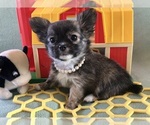 Image preview for Ad Listing. Nickname: AKC Eloise
