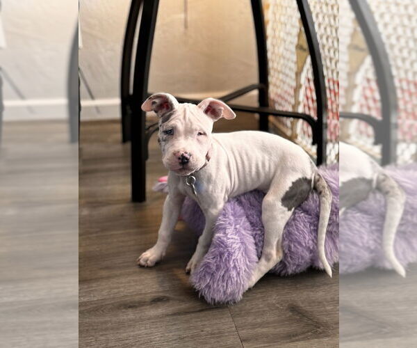 Medium Photo #2 Mutt Puppy For Sale in Springdale, PA, USA