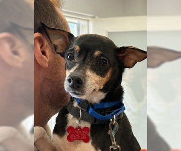 Medium Photo #1 American Rat Pinscher Puppy For Sale in San Diego, CA, USA