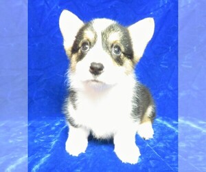 Pembroke Welsh Corgi Puppy for sale in HARTVILLE, MO, USA