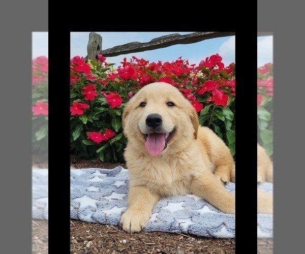 Medium Photo #2 Golden Retriever Puppy For Sale in MILLERSBURG, IN, USA