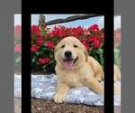 Small Photo #2 Golden Retriever Puppy For Sale in MILLERSBURG, IN, USA