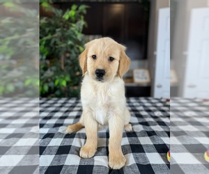 Golden Retriever Puppy for sale in GREENWOOD, IN, USA