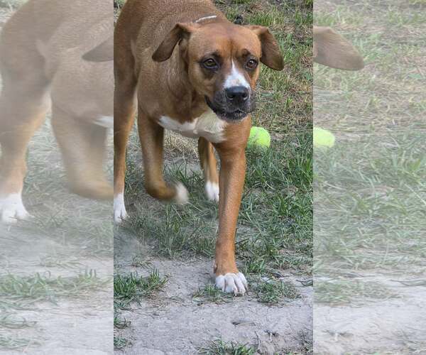 Medium Photo #4 Boxador Puppy For Sale in Oakhurst, NJ, USA