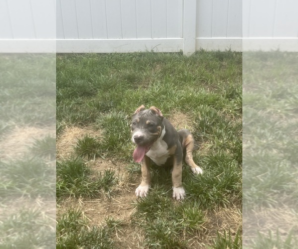 Medium Photo #4 American Bully Puppy For Sale in PIKESVILLE, MD, USA