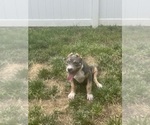 Small #3 American Bully