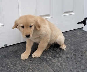 Golden Retriever Puppy for sale in EDWARDSBURG, MI, USA
