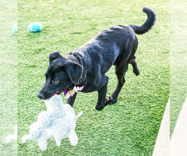 Medium Photo #8 Labrador Retriever-Unknown Mix Puppy For Sale in San Diego, CA, USA