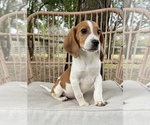 Small Photo #3 Beagle Puppy For Sale in OCALA, FL, USA