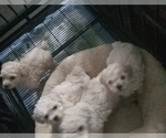 Small Photo #1 Poodle (Toy) Puppy For Sale in ORLANDO, FL, USA