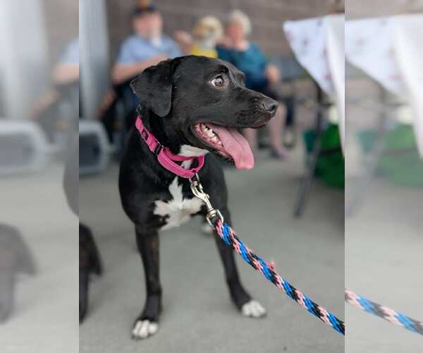 Medium Photo #2 Beagle-Border Collie Mix Puppy For Sale in White Bluff, TN, USA