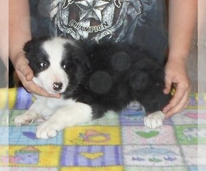 Border Collie Puppy for sale in MISHICOT, WI, USA