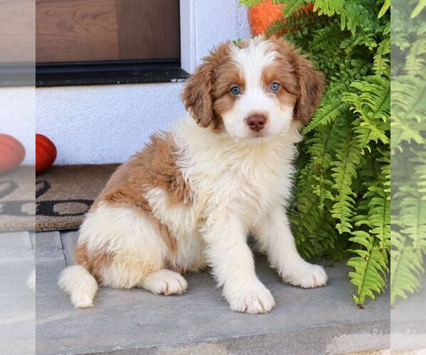 Medium Photo #2 Bernedoodle (Miniature) Puppy For Sale in NARVON, PA, USA