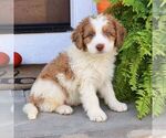 Blaze - Male Bernedoodle (Miniature) Puppy for Sale - Photo #2