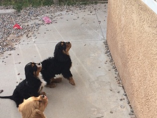 Cavalier King Charles Spaniel Puppy for sale in ALBUQUERQUE, NM, USA