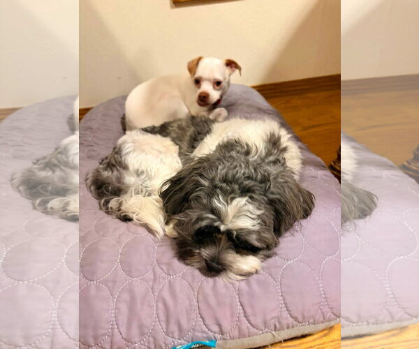 Medium Photo #3 Shih Tzu-Unknown Mix Puppy For Sale in New London, WI, USA