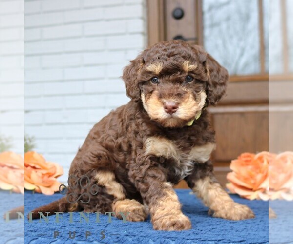 Medium Photo #4 Bernedoodle (Miniature) Puppy For Sale in LANCASTER, PA, USA