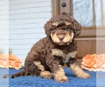 Small #3 Bernedoodle (Miniature)