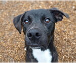 Clark - Male Mutt Dog for Adoption - Small photo