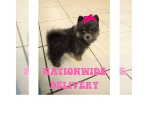 Pomeranian Puppy for Sale in CARTHAGE, Texas USA