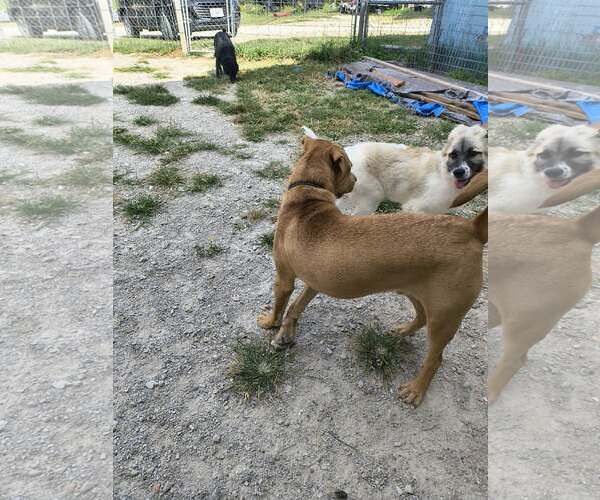 Medium Photo #6 Anatolian Shepherd-Unknown Mix Puppy For Sale in Stover, MO, USA