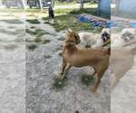 Small #5 Anatolian Shepherd Mix