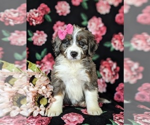Miniature Bernedoodle Puppy for sale in OXFORD, PA, USA