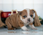 Puppy Trinity Victorian Bulldog